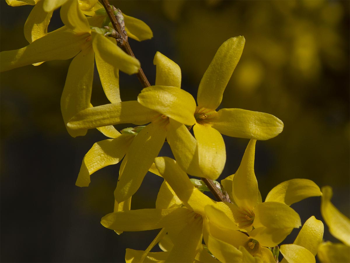 Forsythia × intermedia